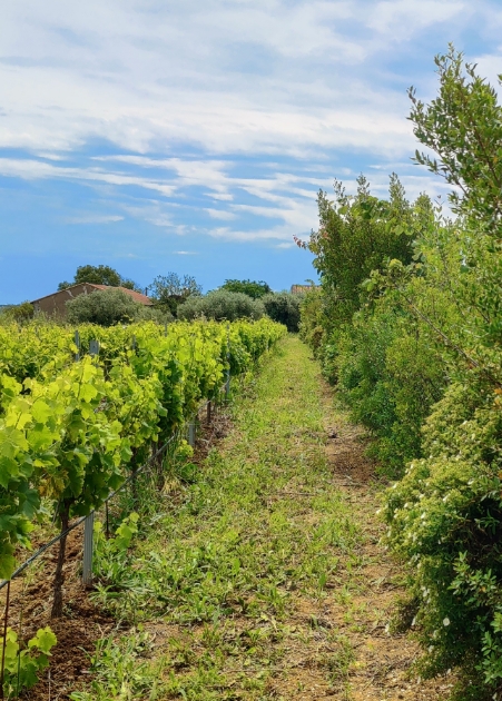 Les haies du domaine de Carrière Pradal