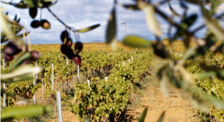 Le domaine de Carrière Pradal